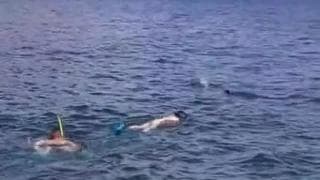 Experienced scuba divers are having sex Experienced scuba divers are having sex