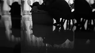 Beautiful Chinese girl gets a cunni & is fucked Beautiful Chinese girl gets a cunni & is fucked