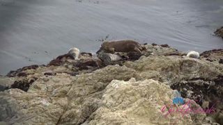 Leana Lovings gets fucked tenderly and roughly on vacation!